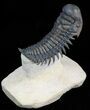 Arched Crotalocephalina Trilobite #39790-1